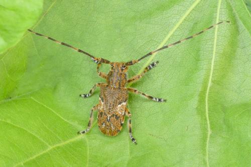 Mesosa nebulosa